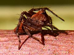 Western Lynx Spider